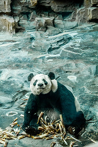世界微笑字摄影照片_动物世界白天熊猫动物园进食摄影图配图