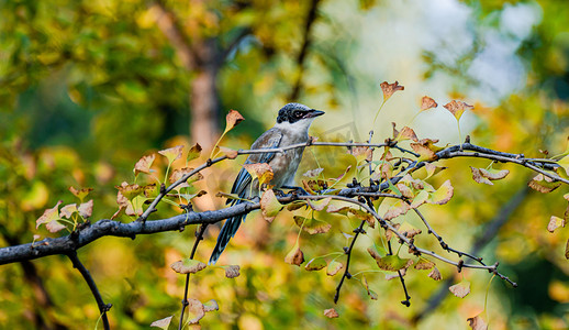 秋天动物主题白昼一只喜鹊户外树枝站立休息摄影图配图