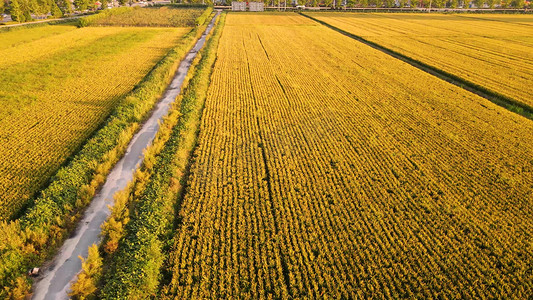 航拍稻田种植