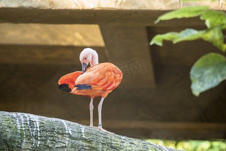 树上的火烈鸟下午鸟动物园无摄影图配图