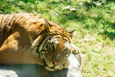 老虎摄影照片_动物世界白天老虎动物园趴着摄影图配图