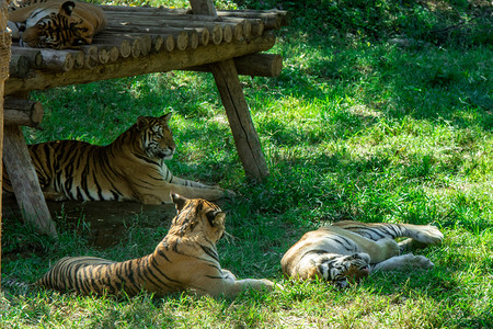 动物白天三只老虎动物园玩耍摄影图配图