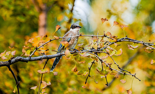秋天风光白昼喜鹊户外站在树枝头摄影图配图