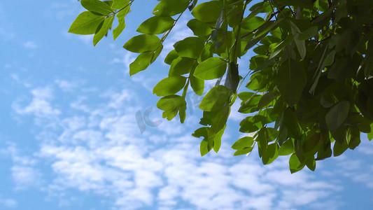 蓝天白云意境下的绿色树叶