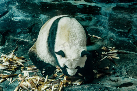动物白天熊猫动物园吃摄影图配图