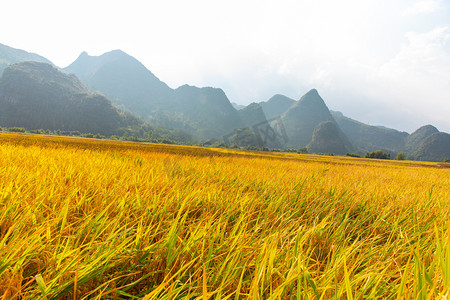 经济发展图摄影照片_山脚下的稻田白天水稻平拍摄影图配图