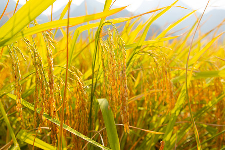 稻田里摄影照片_农作物白天稻田里的水稻平拍摄影图配图