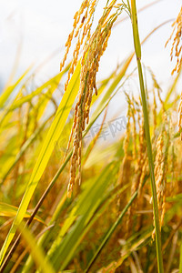 稻谷摄影照片_秋收白天一株稻穗在阳光下特写摄影图配图
