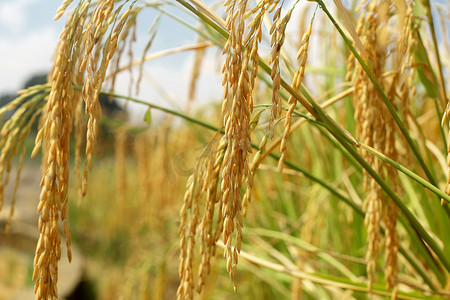 水稻丰收摄影照片_丰收季秋天稻田里的水稻特写摄影图配图