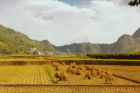 丰收的稻田摄影照片_秋收秋天收割后的稻田平拍摄影图配图