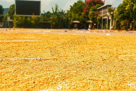 丰收白天在水泥地上晒水稻摄影图配图