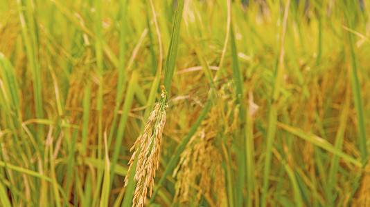 秋收秋天农作物水稻熟了特写摄影图配图