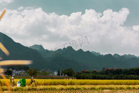 农村经济发展摄影照片_秋收秋天农民在收割水稻平拍摄影图配图