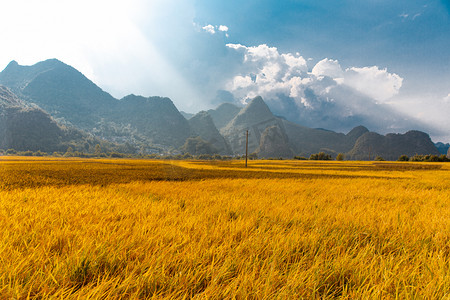 农村丰收季白天稻田阳光下的水稻平拍摄影图配图