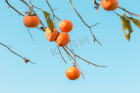 柿子树摄影摄影照片_秋天柿子丰收高挂的柿子下午无人户外无摄影图配图