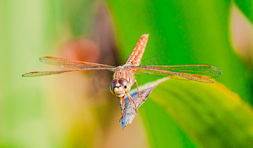 动物肖像白昼蜻蜓户外拍摄摄影图配图