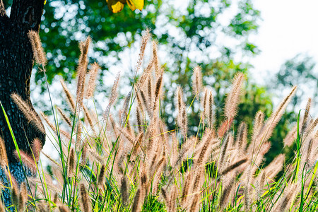 秋天自然风光白昼狗尾草户外光照下的草丛摄影图配图
