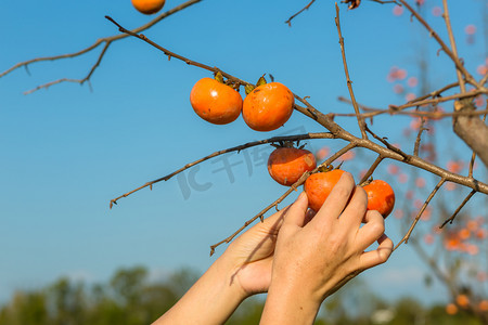 秋天柿子丰收采摘柿子照片下午一个人户外采摘摄影图配图