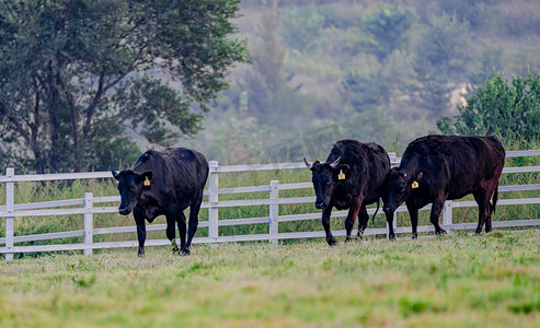奶牛农场摄影照片_秋天牧场白昼三头黑牛户外拍摄摄影图配图