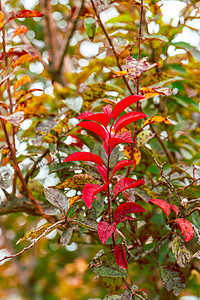 秋天植物风光白昼红叶户外拍摄摄影图配图