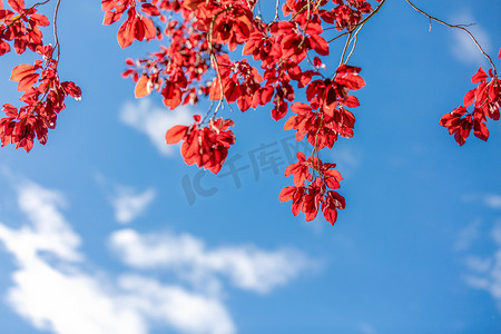秋天树叶红叶秋季深秋摄影图配图