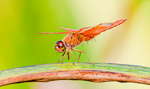 秋天昆虫白昼一只蜻蜓户外拍摄摄影图配图