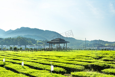 毛尖茶早晨绿茶茶园自然美摄影图配图