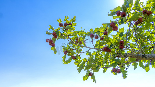一角植物摄影照片_山楂树一角上午山楂秋季素材摄影图配图