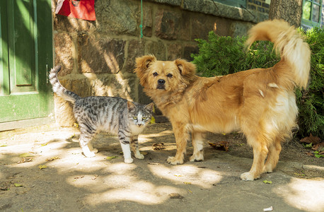 成山林场白天猫狗室外参观摄影图配图