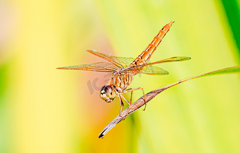 红色蜻蜓摄影照片_秋天野外动物白昼蜻蜓户外拍摄摄影图配图