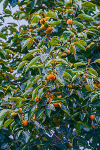 秋天自然风光白昼柿子树户外拍摄摄影图配图