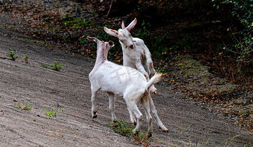 乡间动物主题白昼两只山羊户外拍摄摄影图配图