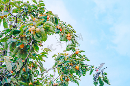 秋天植物白昼柿子树户外拍摄摄影图配图
