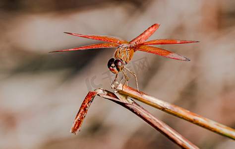 红色蜻蜓摄影照片_秋天动物大特写白昼红蜻蜓户外拍摄摄影图配图
