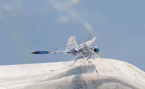 湖边昆虫白昼蜻蜓户外拍摄摄影图配图