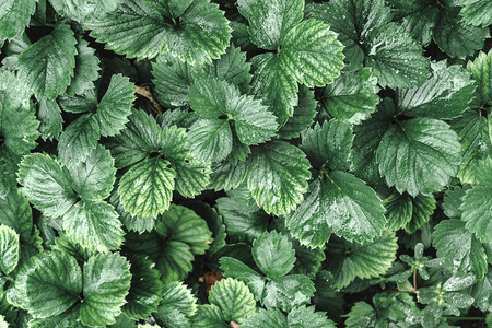 绿色草莓叶植物自然风景摄影图配图