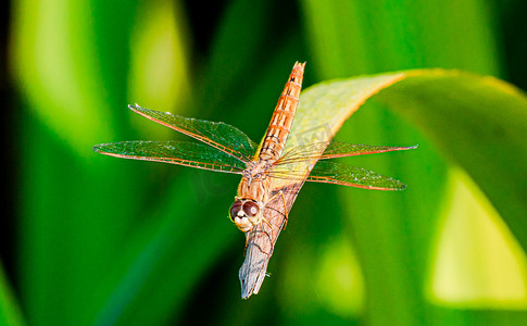 小翅膀简笔画摄影照片_秋天昆虫清晨一只蜻蜓户外拍摄摄影图配图