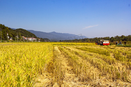 稻田收割机摄影照片_农田晌午丰收水稻户外摄影图配图