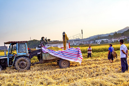 农业夕阳水稻丰收收割摄影图配图