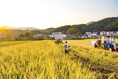 农业秋天水稻稻田户外收割摄影图配图