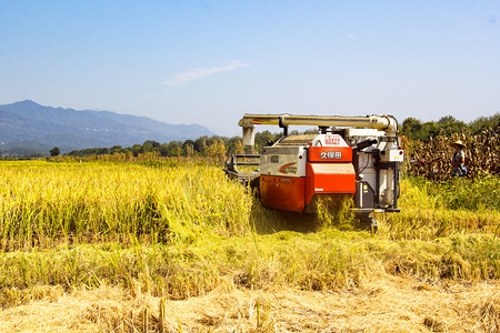 秋分晌午水稻丰收收割机摄影图配图