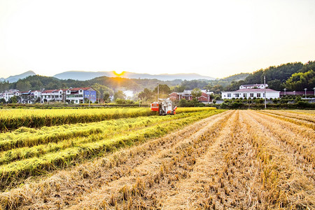 现代农业摄影照片_农业秋季水稻收割户外摄影图配图