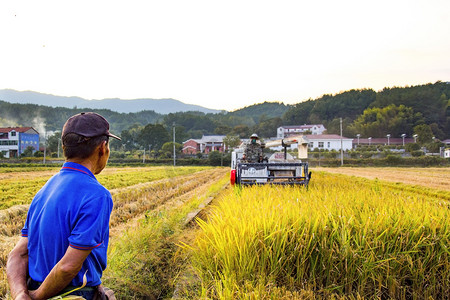 农业秋天水稻丰收户外摄影图配图