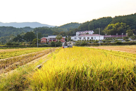 农业秋季水稻丰收户外摄影图配图