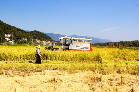 农业秋季水稻收割丰收户外摄影图配图