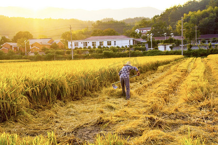 农业夕阳水稻丰收金黄色摄影图配图