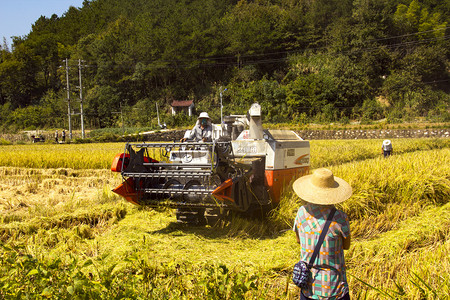 农业晌午水稻水稻收割户外摄影图配图