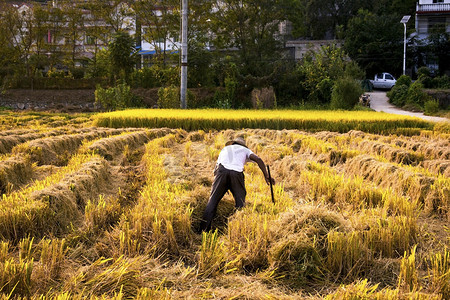 农业日落丰收水稻户外摄影图配图