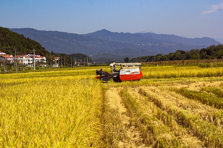 稻田收割机摄影照片_农业晌午水稻丰收收割摄影图配图
