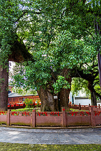 香樟树摄影照片_5A景区晌午香樟树山区摇动摄影图配图